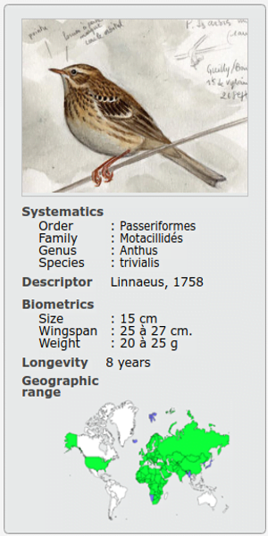 ALAUDA ANTHUS TRIVIALIS