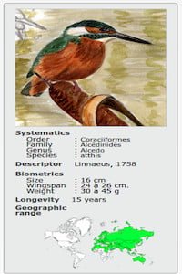 ALCEDO GRACULA ATTHIS