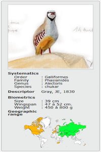 ALECTORIS PERDIX CHUKAR