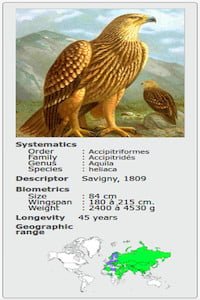 AQUILA HELIACA