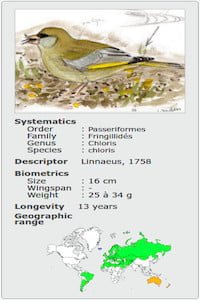 CARDUELIS CHLORIS