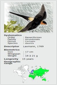 CECROPIS HIRUNDO DAURICA