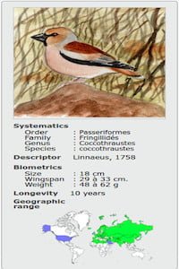 COCCOTHRAUSTES COCCOTHRAUSTES