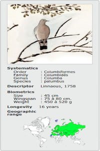 COLUMBA PALUMBUS