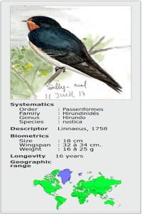 HIRUNDO RUSTICAERYTHROGASTER