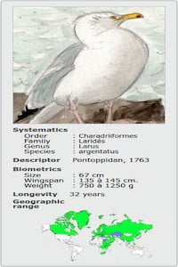 LARUS ARGENTATUS