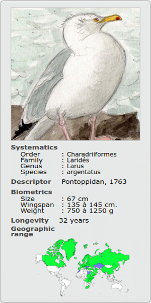 LARUS ARGENTATUS