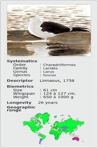 LARUS FUSCUS