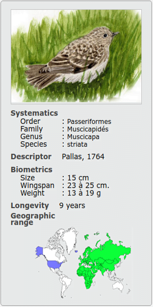 MUSCICAPA MOTACILLA STRIATA