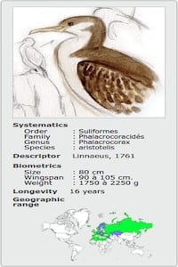 PHALACROCORAX ARISTOTELIS