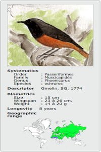 PHOENICURUS MOTACILLA OCHRUROS