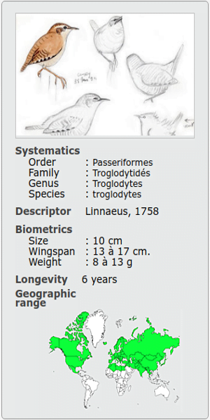 TROGLODYTES MOTACILLA TROGLODYTES