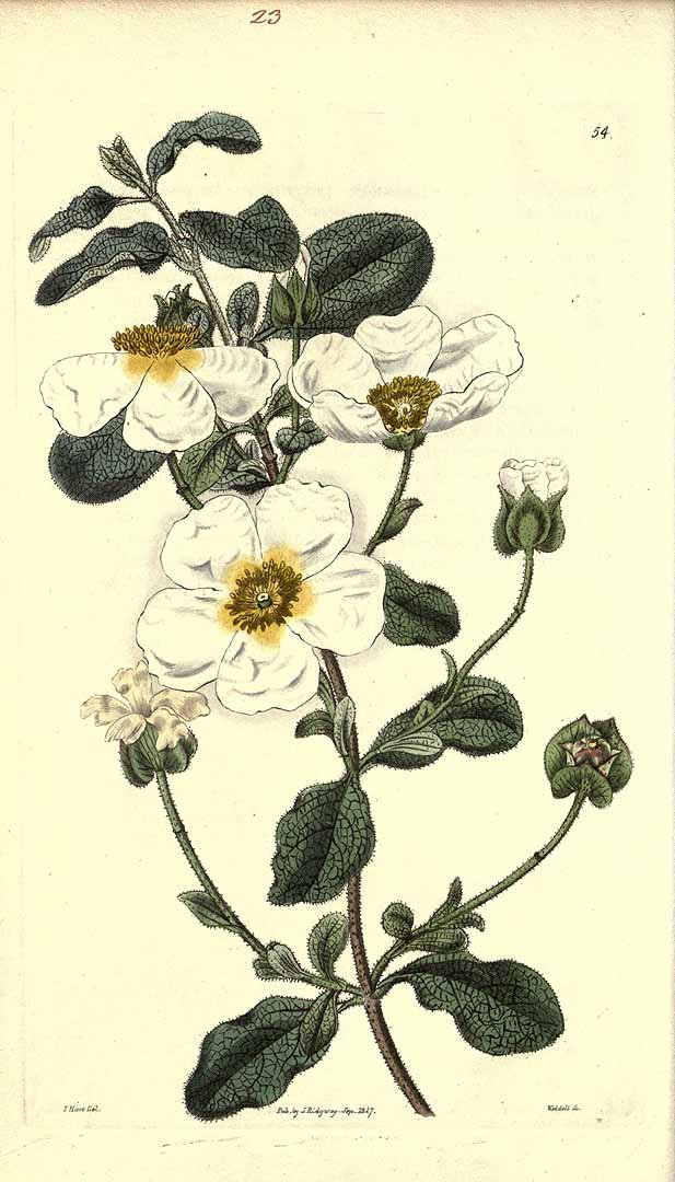 Cistus Salviifolius