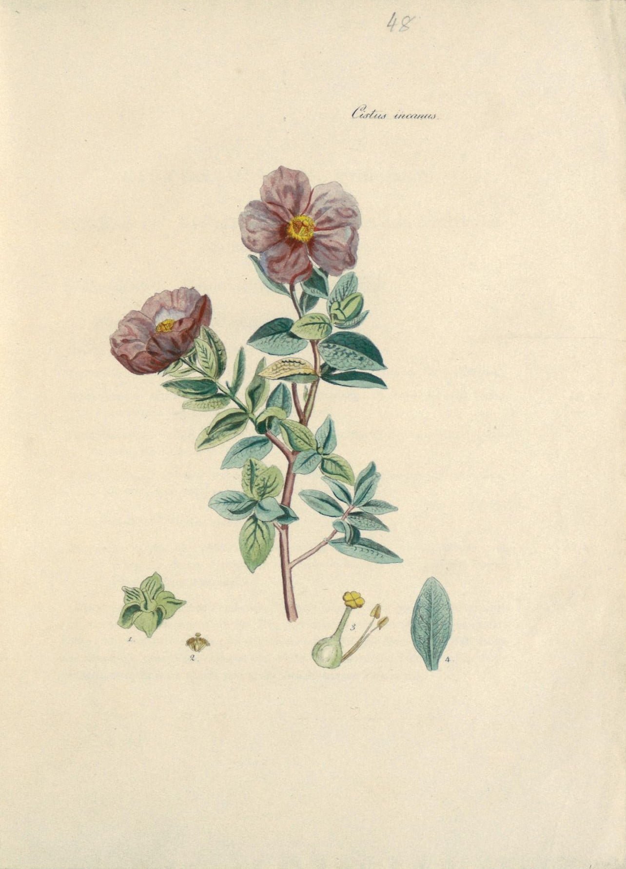 Cistus Incanus