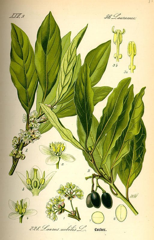 Laurus nobilis