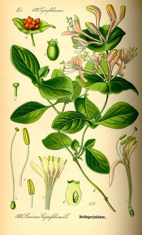 Lonicera caprifolium 1