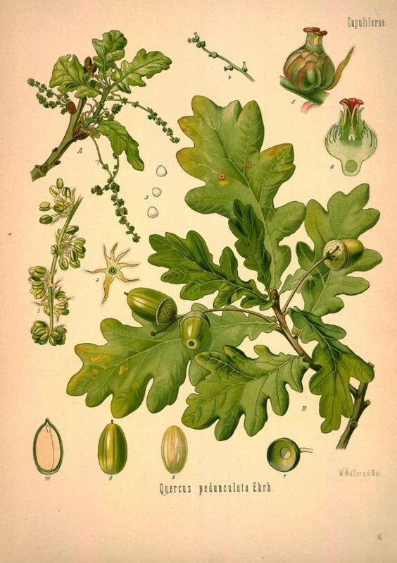 Quercus Macrolepis1
