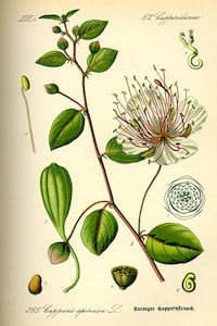 Capparis spinosa