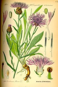 Centaurea jacea