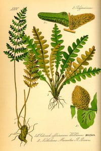 Ceterach Officinarum 1