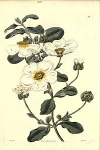 Cistus Salviifolius 1