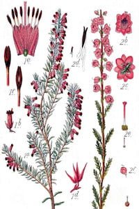 Erica manipuliflora