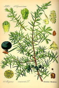 Juniperus communis