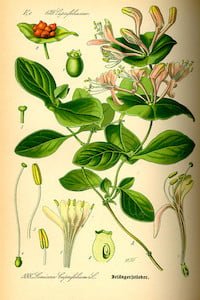 Lonicera caprifolium