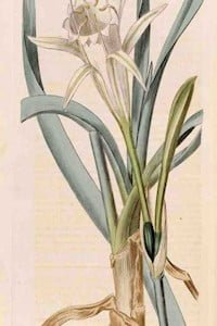 Pancratium maritimum illustration o20jg1k5n0bpazz5cn32etomj4e60sbjz53s29tmv0