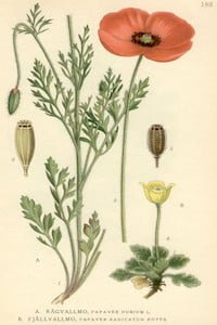 Papaver dubium and radicatum