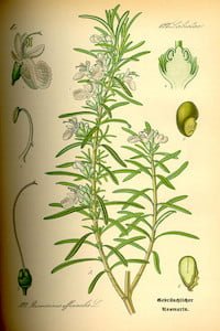 Rosmarinus officinalis