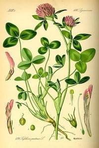 Trifolium pratense