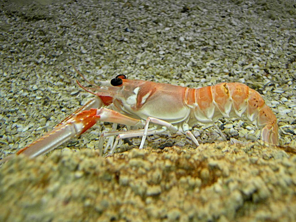 Nephrops Norvegicus2