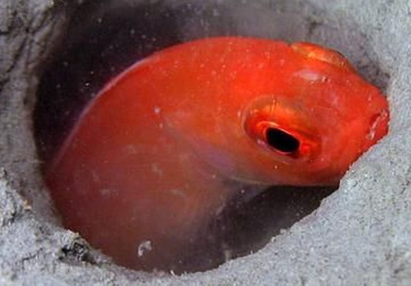 Cepola Macrophthalma4