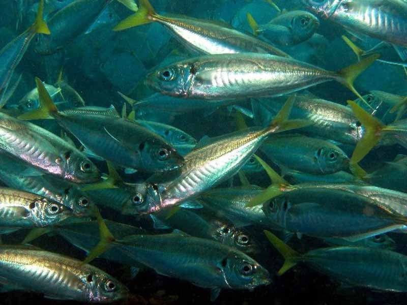 Trachurus Mediterraneus5
