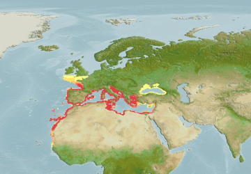 Sciaena Umbra14Map 360x250