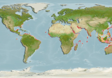 Siganus Rivulatus4Map 360x250