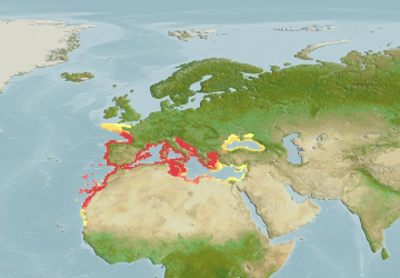 Trachurus Mediterraneus6Map 360x250