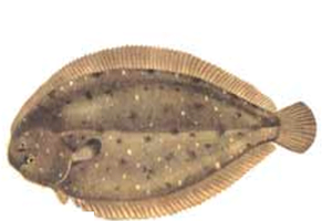 Arnoglossus Lanterna2