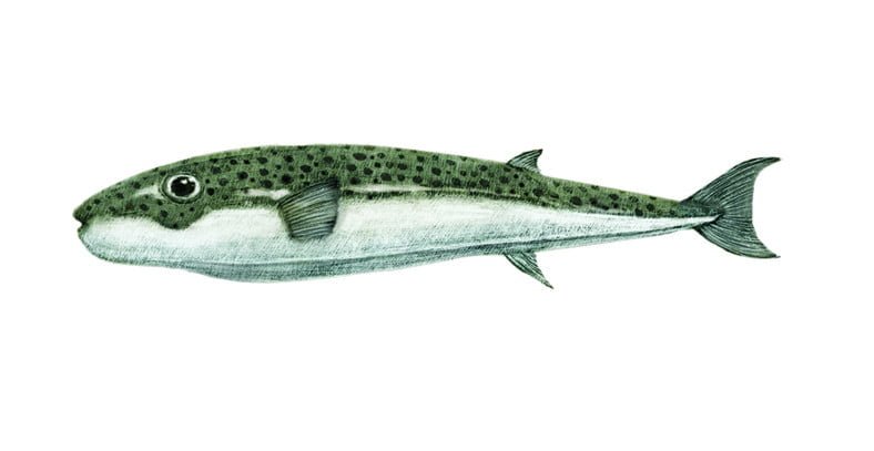 Lagocephalus Sceleratus2