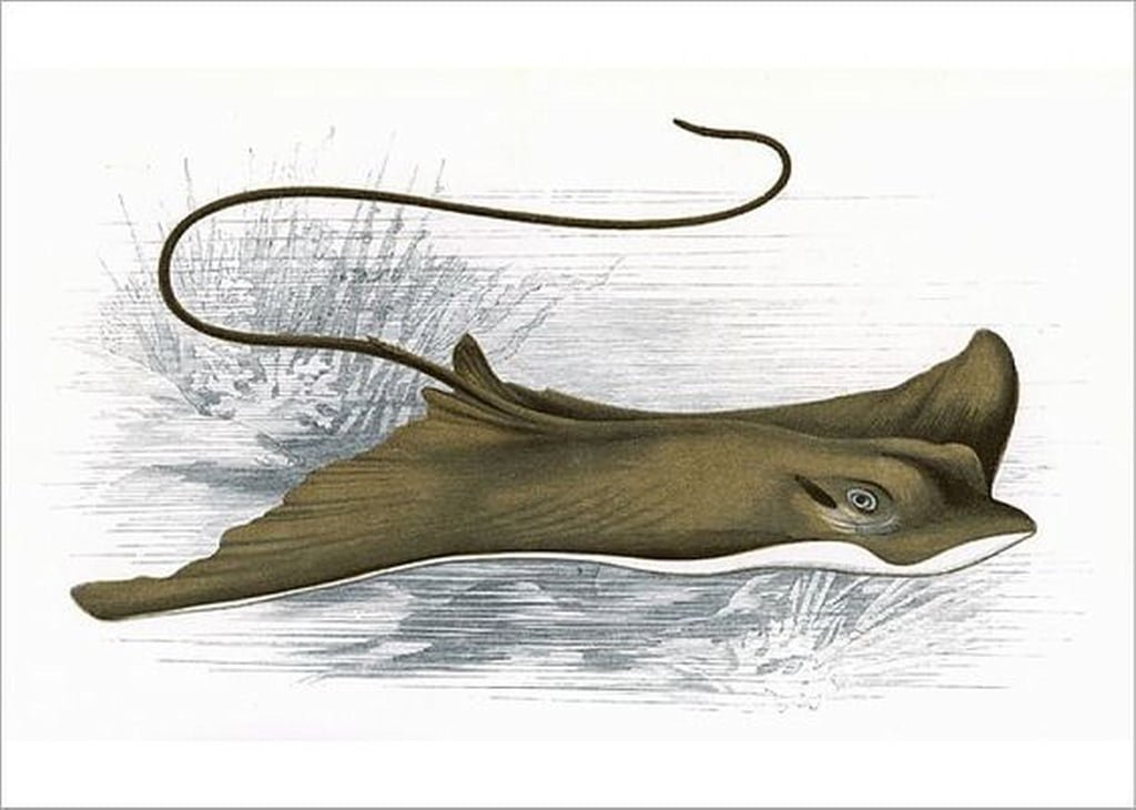 Myliobatis Aquila12