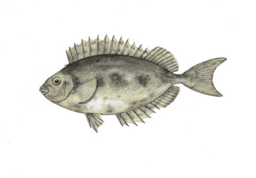 Siganus Rivulatus5 370x258