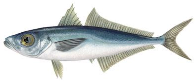 Trachurus Mediterraneus15