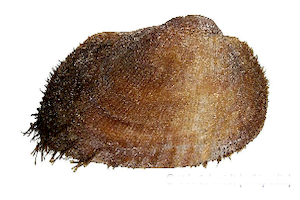 Barbatia Barbata