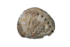 Haliotis Tuberculata