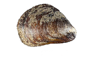 Modiolus Barbatus