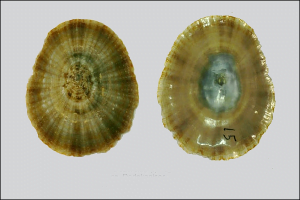 Patella Caerulea