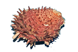 Spondylus Gaederopus