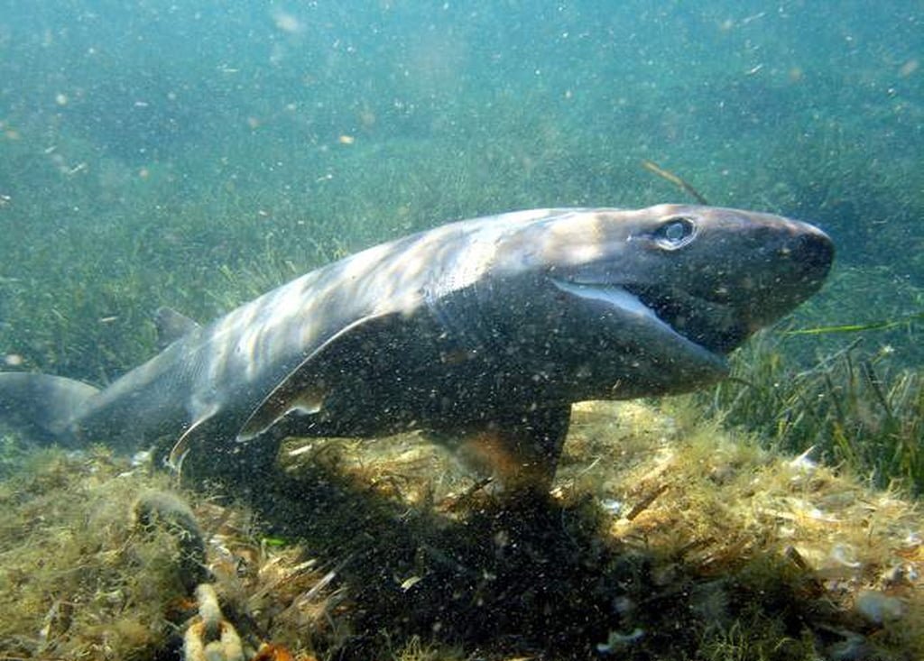 Hexanchus Griseus12