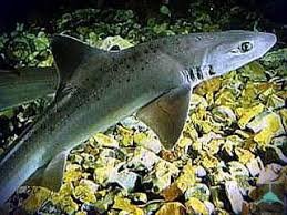 Mustelus Punctulatus3